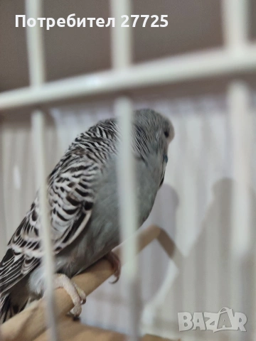 Изложбени папагали , снимка 8 - Папагали - 53290737