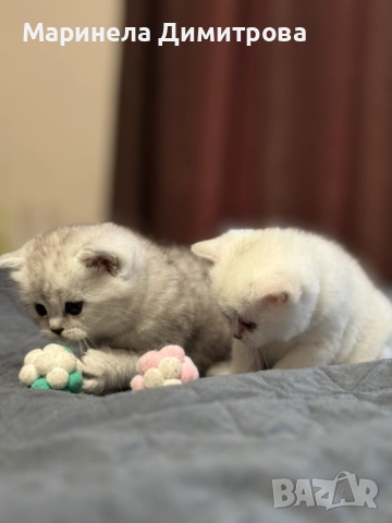 Малки сладки пухкави сребърни британчета., снимка 3 - Британска късокосместа - 52896699