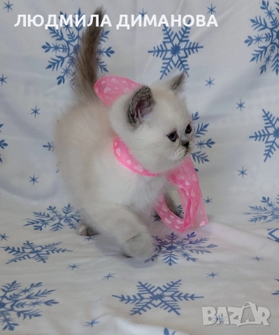 Персийско екзотично момиче. , снимка 4 - Персийска - 52883045