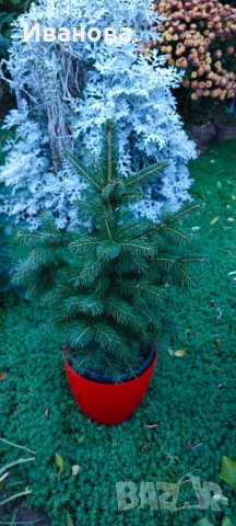 Елхички в саксия, снимка 8 - Градински цветя и растения - 43145334