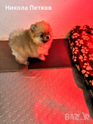 Померан , снимка 6 - Померан - 53224315