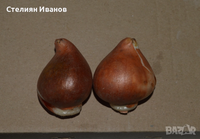 СОРТОВИ ЛАЛЕТА – ЛУКОВИЦИ - част 2, снимка 16 - Сортови семена и луковици - 52372863