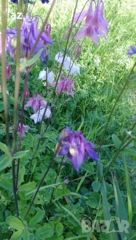 камбанки, снимка 8 - Разсади - 49673367