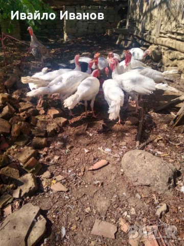 Продавам пуяци, снимка 5 - Кокошки и пуйки - 52800527