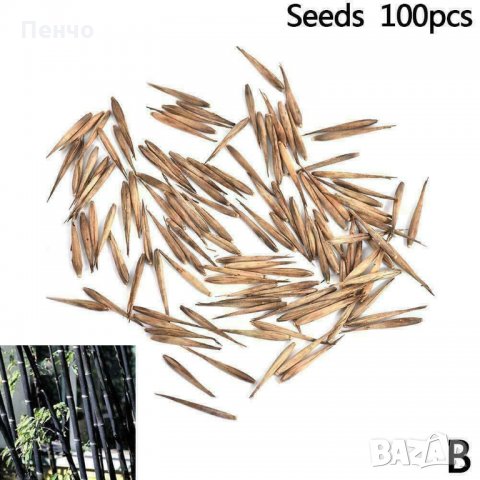 100 бр бамбукови семена градински растения Черен цвят бамбук Moso-Bamboo за декорация на градината д, снимка 18 - Сортови семена и луковици - 28091326