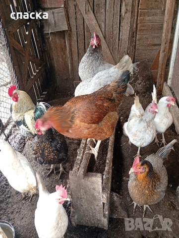 Домашни Кокошки и пилета 