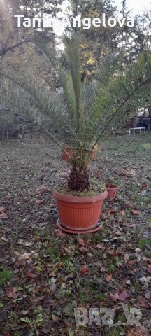 Финикова палма-2.20м, 3бр. по 180лв , снимка 1 - Градински цветя и растения - 43196998