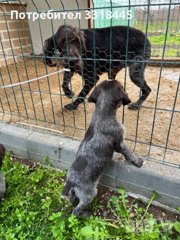 Дратхаар , снимка 9 - Дратхаар - 52884984