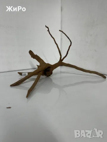 Корен от Азалия /декорация/ 9, снимка 2 - Други - 48577954