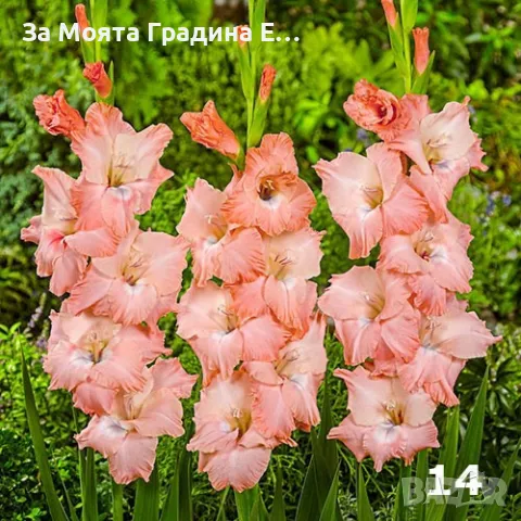Гладиоли , снимка 14 - Градински цветя и растения - 49762560