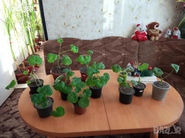 Стайни цветя 