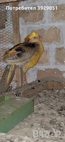 Продавам фазани млади, снимка 2 - други­ - 51097104