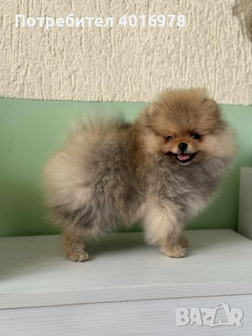 Померан момиче с Родословие 