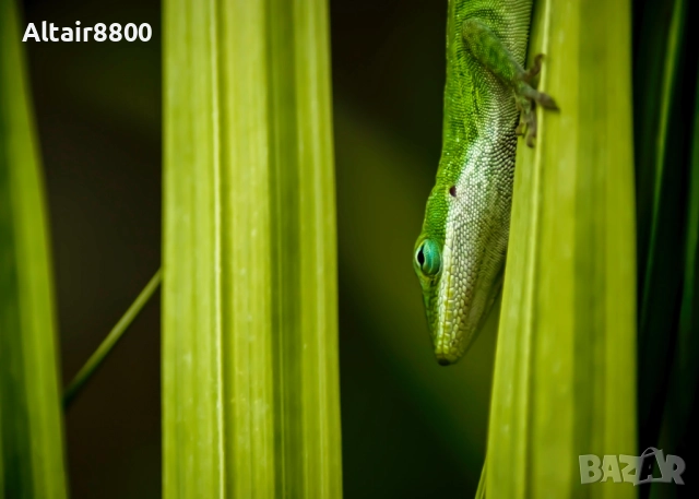 Tamron AF 70-300mm f/4-5.6 LD Di Tele-Macro обектив Никон, снимка 7 - Обективи и филтри - 52515517