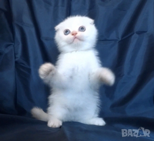 Клепоухи късокосмести котета, снимка 8 - Британска късокосместа - 43400066