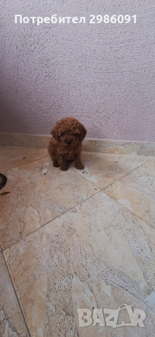 той пудел тийкъп, снимка 3 - Пудели - 51937500