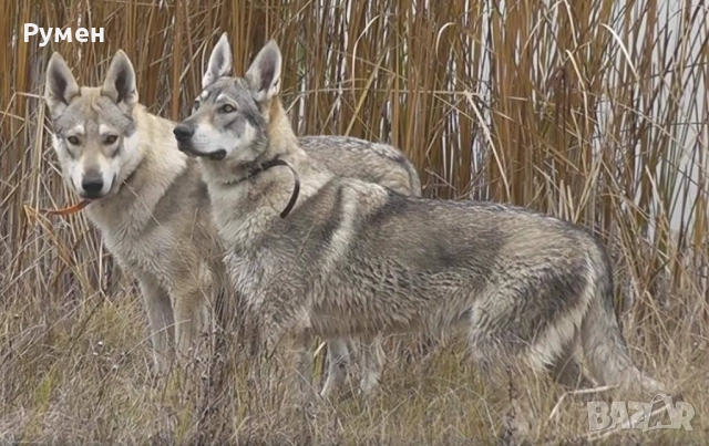 Черно вълче Чехословашки вълчак КАПАРИРАНО
