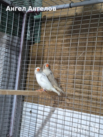 зеброви амадини , снимка 2 - Амадини - 53338889