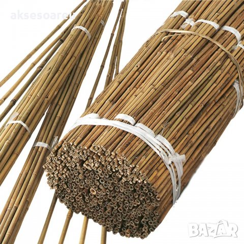 100 Семена от бамбук за паркет декорация мосо бамбо бамбукови семена за украса и дървен материал, снимка 9 - Сортови семена и луковици - 37774861