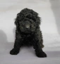 пудел / черни пуделчета , снимка 7