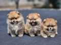 Померан мини , снимка 1