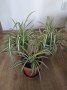 Хлорофитиум., снимка 3