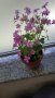 Продавам цветя Детелина Оксалис, розови, във висящи и обикновени саксии, снимка 9