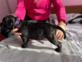 стафордширски бултериер, снимка 7