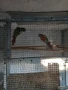 Продавам папагали. , снимка 3