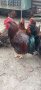   Разплодни яйца от Катунски кокошки, снимка 1 - други­ - 35604780