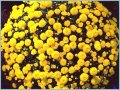 Продавам разсад хризантеми ниски (кълбовидни), снимка 1 - Разсади - 38959565