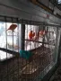 продавам канари , снимка 2