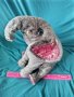 Интерактивен слон Замби Fur Real Friends , снимка 1 - Електрически играчки - 44017600