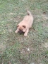 чау чау, снимка 6