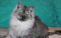 Сибирски  котенца Siberian  Cat, снимка 1 - Сибирски - 17543332