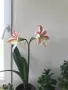 Цвете Амарилис / Хипеаструм - 2 цвята, снимка 3