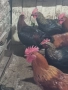 Продавам или разменям за ярки млади домашни петлета, снимка 13