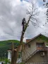 Рязане на опасни дървета в половин България  / Арборист / Arborist, снимка 4