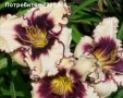 Хемерокалис, снимка 1 - Градински цветя и растения - 28315438