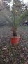 Финикова палма-2.20м, 3бр. по 180лв , снимка 1 - Градински цветя и растения - 43196998
