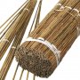 100 Семена от бамбук за паркет декорация мосо бамбо бамбукови семена за украса и дървен материал, снимка 9