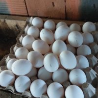 Яйца от свободно отглеждани кокошки бял легхорн, снимка 4 - Кокошки и пуйки - 43389707