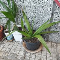 Палма Юка агаве стайна, снимка 7 - Стайни растения - 32852031