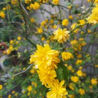 Декоративен храст жълта Керия японика, снимка 4 - Градински цветя и растения - 32839999
