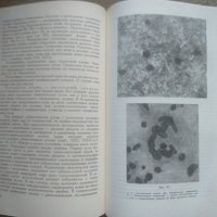 Клиническая цитология. М. Г. Абрамов 1962 г., снимка 3 - Специализирана литература - 26269444