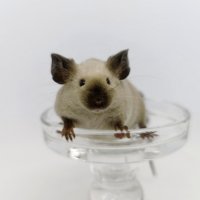 Сиамски мишки Siamese Sable , снимка 1 - Други - 43391311