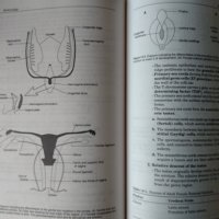 Embryology: Board, Review, Series Ronald W. Dudek, James D. Fix 1995 г., снимка 8 - Специализирана литература - 33383736