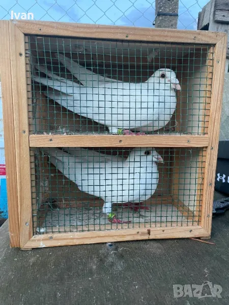 Бели гълъби за сватба тържества, снимка 1