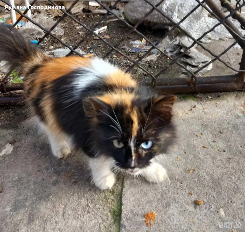 Подарявам красиво коте, снимка 1