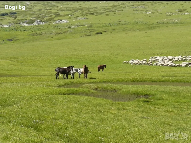 Ливада в Остър камък. Харманли., снимка 1